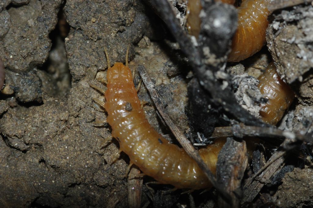 Un geofilomorfo ed un litobiomorfo si nutrono di un lombrico